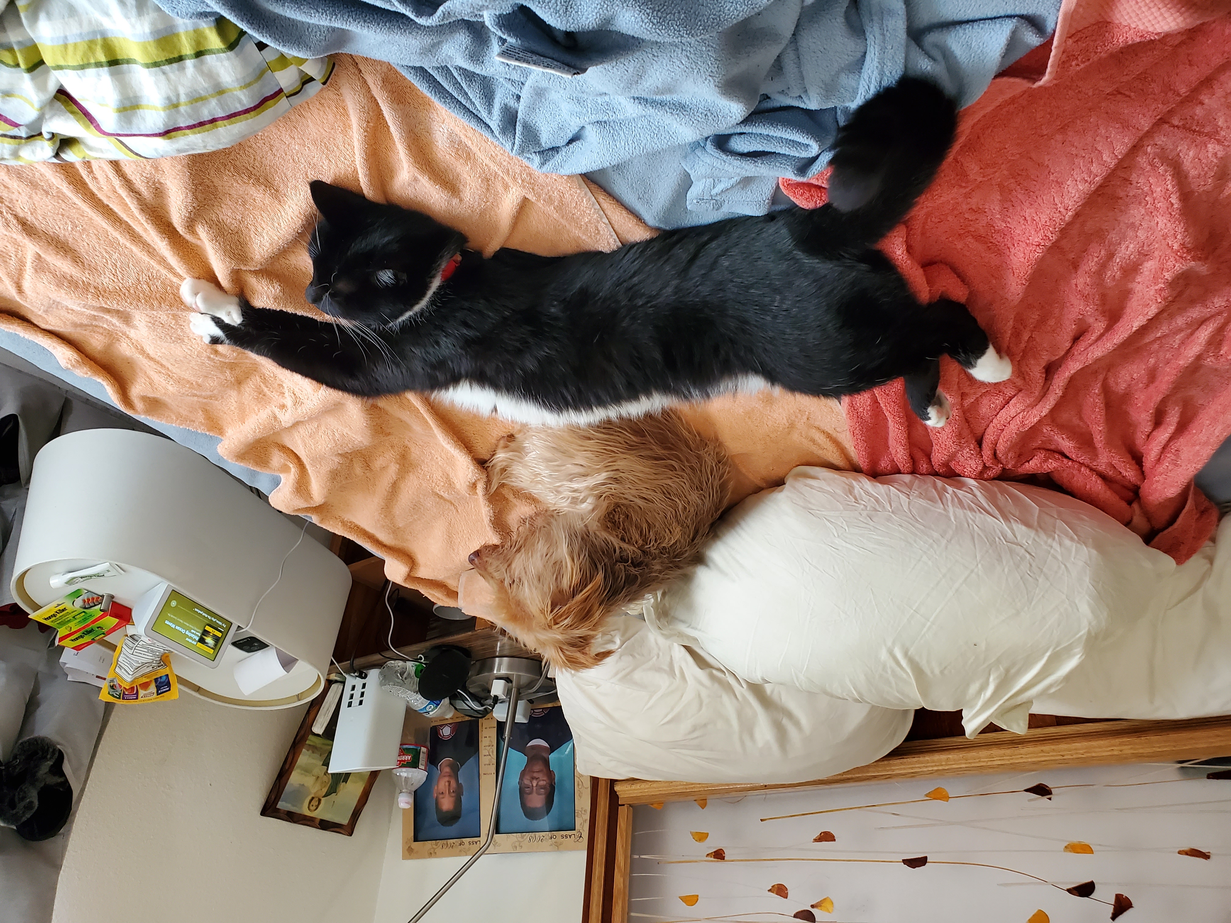 Ollie y Botas descansar